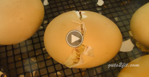 Newly Hatched Chicken – Chick Hatching From Egg