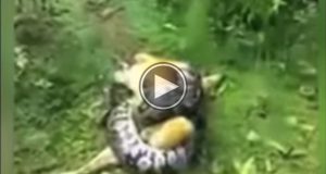 Dog has lucky escape from python