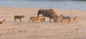 Young elephant survives attack by 14 Lions