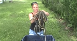Girl Being Bitten by Aggressive Water Snakes
